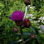 Cirsium rivulare Blüte