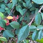 Cotoneaster coriaceus Лист
