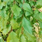 Nothofagus alpina Hoja