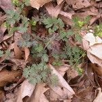 Corydalis flavula Habit