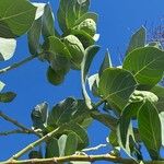 Calotropis proceraLevél