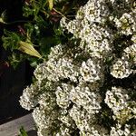 Lobularia maritima Alkat (teljes növény)