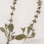 Salvia viridis Habit