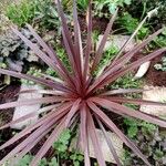 Cordyline australisBlatt