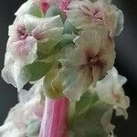 Halogeton glomeratus 花