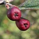 Cotoneaster obscurus Fruto