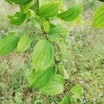 Strychnos cocculoides Leaf