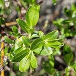 Salix myrsinifolia Blatt