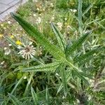 Cirsium ferox Листок