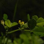 Medicago truncatula Flower