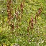 Rumex acetosa Habit