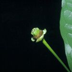 Cymbopetalum brasiliense Fruit