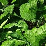 Phlomoides tuberosa List