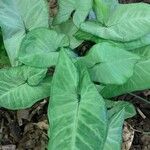 Syngonium podophyllumFolha