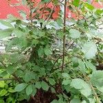 Frangula alnus Habit