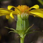 Senecio spartioides Цвят