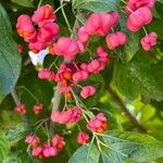 Euonymus latifolius Ffrwyth