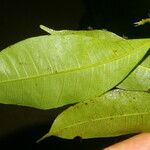 Naucleopsis capirensis Hoja