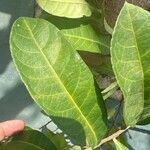 Barteria nigritana Leaf