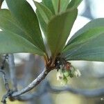 Baloghia alternifolia List