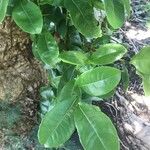 Ochna serrulata Leaf