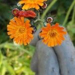 Pilosella guthnikiana Flower