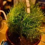 Sagina pilifera পাতা