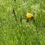 Iris variegata Квітка