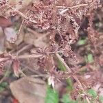 Rumex conglomeratus Bark