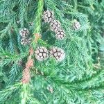 Cryptomeria japonica Frugt