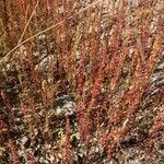 Rumex bucephalophorus موطن