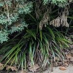 Liriope spicata Leaf