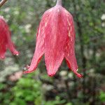 Fritillaria gentneri 花