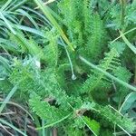 Pedicularis ascendens Other