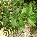 Fraxinus angustifolia Blatt