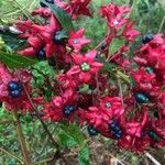 Clerodendrum indicum Gyümölcs