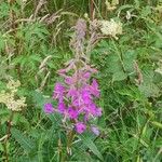 Epilobium angustifoliumFlower