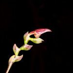 Bulbophyllum comptonii Fleur