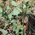 Brassica fruticulosa Leaf