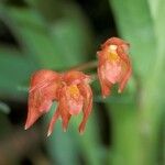 Maxillaria coccinea Flower