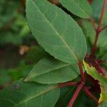 Fuchsia magellanica Blatt