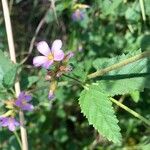 Melochia pyramidata Blomma