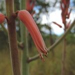 Aloe christianii Flor