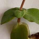 Sedum ternatum Leaf