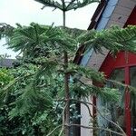 Araucaria heterophylla Habitus