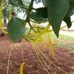 Psittacanthus robustus Feuille