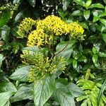 Dendrophorbium lucidum Flor