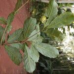 Terminalia ivorensis Yaprak