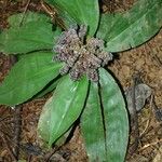 Floscopa robusta Hábito