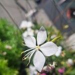 Oenothera lindheimeriFlower